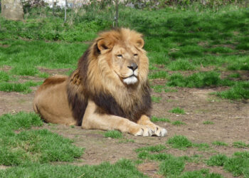 Zoo Schwerin: Wirtschaftliche Bedeutung des Tourismus für die Region