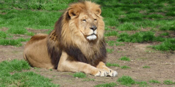 Zoo Schwerin: Wirtschaftliche Bedeutung des Tourismus für die Region