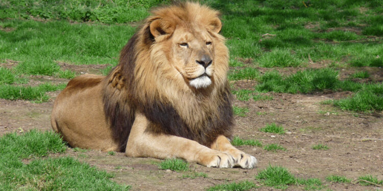 Zoo Schwerin: Wirtschaftliche Bedeutung des Tourismus für die Region