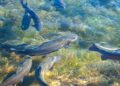 Nachhaltige Aquakultur und Fischzuchtprojekte
