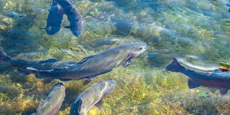 Nachhaltige Aquakultur und Fischzuchtprojekte