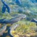 Nachhaltige Aquakultur und Fischzuchtprojekte