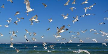 Fischbestände im Klimawandel