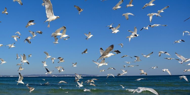 Fischbestände im Klimawandel