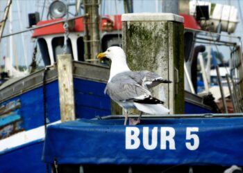 Neue Projekte für Fischanlandeplätze in Mecklenburg-Vorpommern