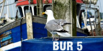 Neue Projekte für Fischanlandeplätze in Mecklenburg-Vorpommern