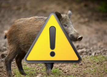 Backhaus warnt vor Ausbreitung der Afrikanischen Schweinepest