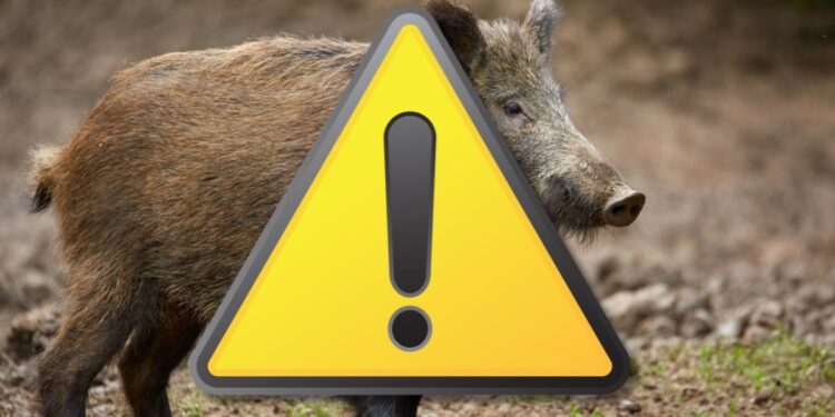 Backhaus warnt vor Ausbreitung der Afrikanischen Schweinepest