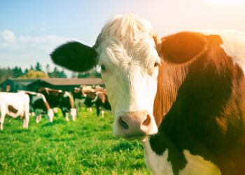 Backhaus: Keine nachhaltige Landwirtschaft ohne Tierhaltung