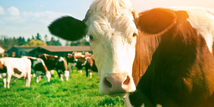 Backhaus: Keine nachhaltige Landwirtschaft ohne Tierhaltung