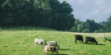 Gemeinde Zirkow soll in Biosphären­reservat Südost-Rügen integriert werden
