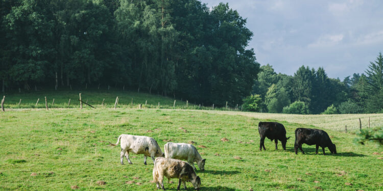 Gemeinde Zirkow soll in Biosphären­reservat Südost-Rügen integriert werden