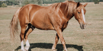 Die besten Jungzüchter in Redefin ausgezeichnet