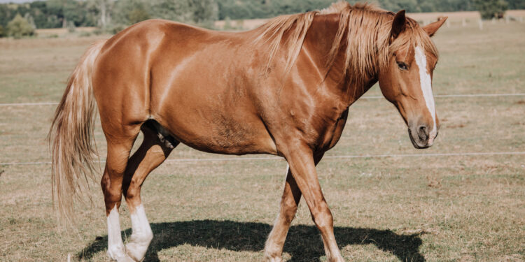 Die besten Jungzüchter in Redefin ausgezeichnet