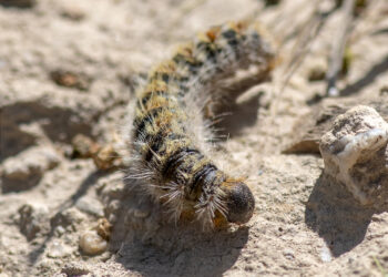 Befall mit Eichenprozessionsspinner in diesem Jahr unerwartet stark angestiegen