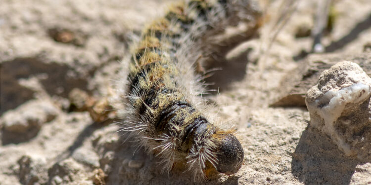Befall mit Eichenprozessionsspinner in diesem Jahr unerwartet stark angestiegen