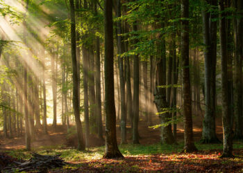 Backhaus: Unser Wald muss als Klimaschützer gestärkt werden