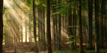 Backhaus: Unser Wald muss als Klimaschützer gestärkt werden