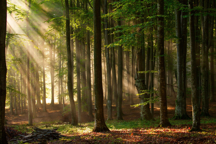 Backhaus: Unser Wald muss als Klimaschützer gestärkt werden