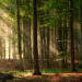 Backhaus: Unser Wald muss als Klimaschützer gestärkt werden