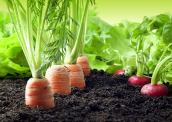 Mehr Vielfalt, weniger Bürokratie – MV stärkt den Ökolandbau