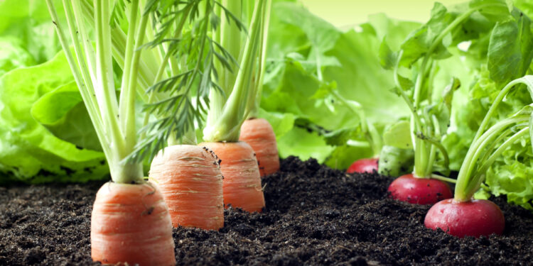 Mehr Vielfalt, weniger Bürokratie – MV stärkt den Ökolandbau