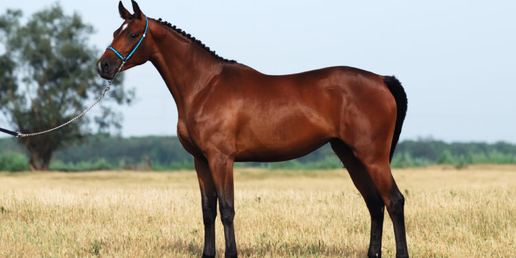 Landgestüt Redefin: Land strebt alternatives Betreibermodell an