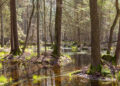 Landesforst M-V ist Vorreiter im Waldmoorschutz