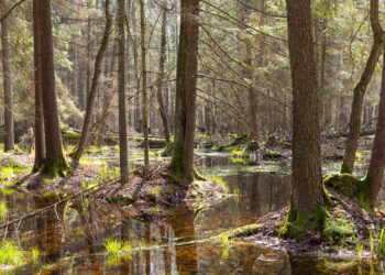 Landesforst M-V ist Vorreiter im Waldmoorschutz