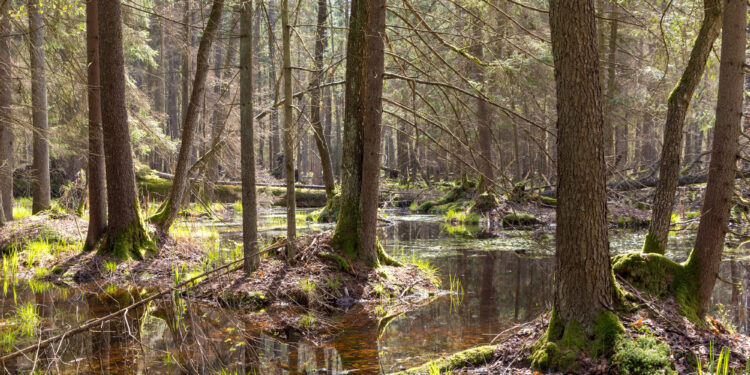 Landesforst M-V ist Vorreiter im Waldmoorschutz