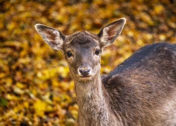 Landeszootag: Minister Backhaus im Wildpark MV
