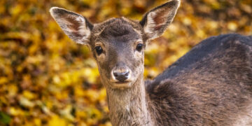 Landeszootag: Minister Backhaus im Wildpark MV