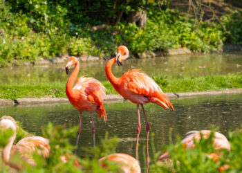 Schwesig: Zoos und Tierparks sind etwas für die ganze Familie