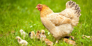 Ausbruch der Vogelgrippe in den Ämtern Mecklenburgische Kleinseenplatte und Röbel-Müritz