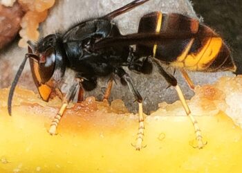 Backhaus warnt vor Asiatischer Hornisse – Imker und Imkerinnen sollen wachsam bleiben