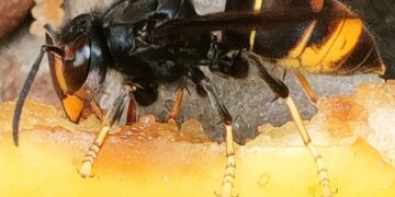 Backhaus warnt vor Asiatischer Hornisse – Imker und Imkerinnen sollen wachsam bleiben