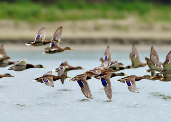 Vogelgrippe: Nationalparkamt schließt Sundische Wiese für Besucher