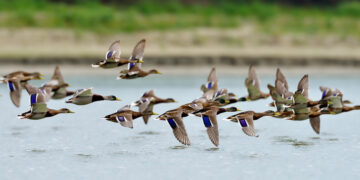 Vogelgrippe: Nationalparkamt schließt Sundische Wiese für Besucher