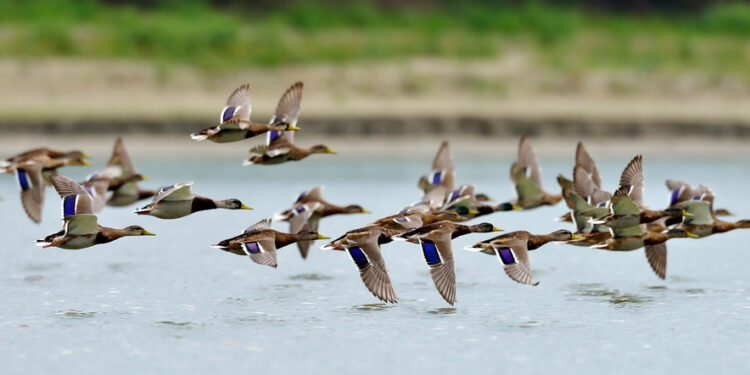 Vogelgrippe: Nationalparkamt schließt Sundische Wiese für Besucher