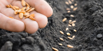 Runder Tisch Saatgutwirtschaft: Backhaus hebt internationale Bedeutung MVs vor