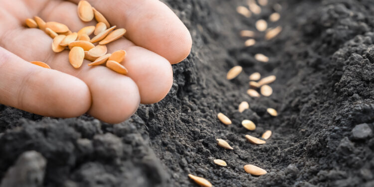 Runder Tisch Saatgutwirtschaft: Backhaus hebt internationale Bedeutung MVs vor