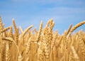 Ernährungswirtschaft in MV fordert Entlastung bei Kosten und Bürokratie