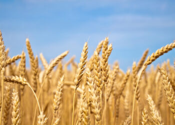 Ernährungswirtschaft in MV fordert Entlastung bei Kosten und Bürokratie