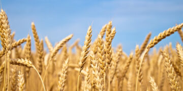 Ernährungswirtschaft in MV fordert Entlastung bei Kosten und Bürokratie