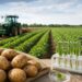 KI-generiertes Symbolbild: Pflanzkartoffeln in MV: Forschung und Agrartechnik im Fokus